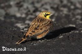 צחיחנית-החרמון