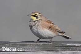 צחיחנית-החרמון