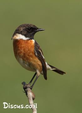 דוחל-שחור-גרון