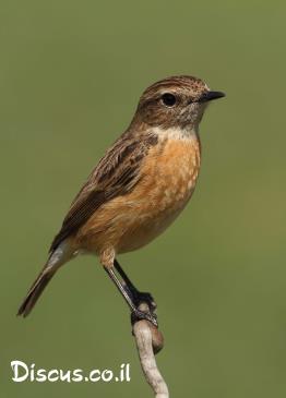 דוחל-שחור-גרון