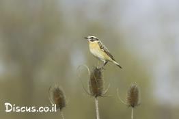 דוחל-חום-גרון