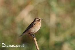 דוחל-חום-גרון