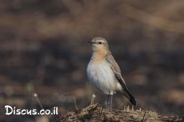 סלעית-אירופית