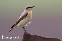 סלעית-אירופית