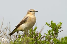 סלעית-אירופית