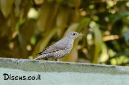 צוקית-בודדת