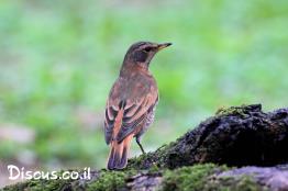 קיכלי-חום-כנף