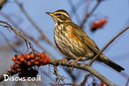 קיכלי-לבן-גבה
