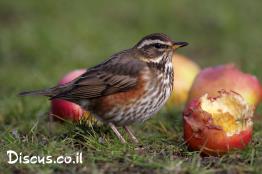 קיכלי-לבן-גבה