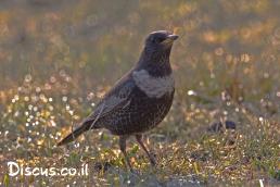 קיכלי סהרון