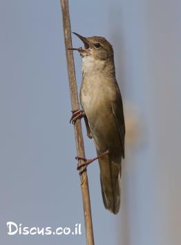 חרגולן-זמירי