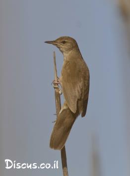 חרגולן-זמירי