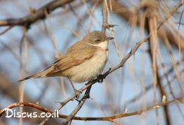 סבכי-טוחנים
