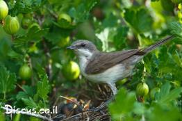 סבכי-טוחנים