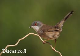סבכי-שחור-ראש