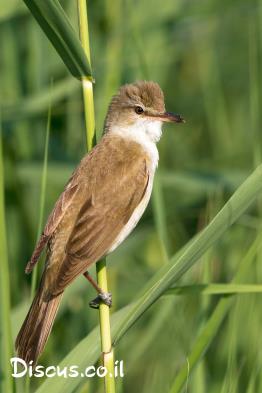 קנית-אירופית