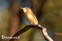 קנית אפריקאית