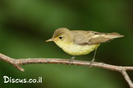 שיחנית-צהובת-בטן