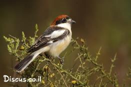 חנקן-אדום-ראש