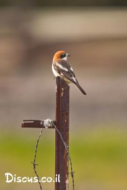 חנקן-אדום-ראש