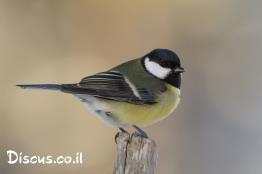 ירגיזי-מצוי