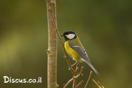 ירגיזי מצוי