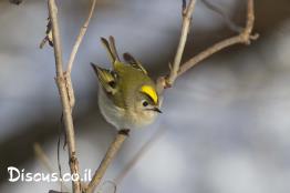 מלכילון-אורנים