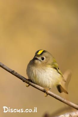 מלכילון-אורנים