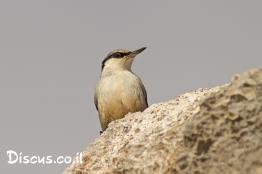 סיטת-הצוקים