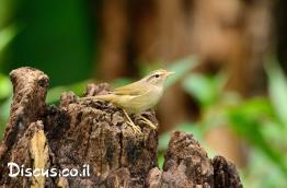 עלווית-עבת-מקור