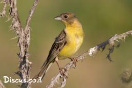 גבתון שחור ראש