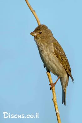 ורדית-אירופית