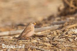 חצוצרן-במדבר