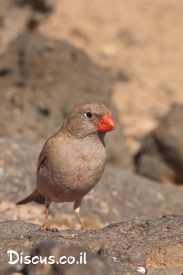 חצוצרן-במדבר