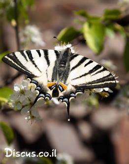 זנב-סנונית-הוורדניים