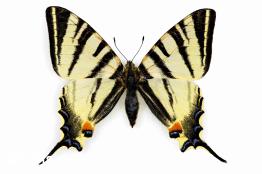 זנב-סנונית-הוורדניים