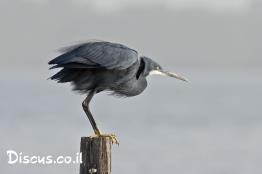 לבנית-ים-סוף