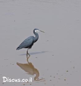 לבנית-ים-סוף
