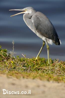 לבנית-ים-סוף