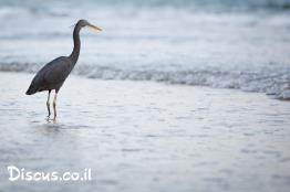 לבנית-ים-סוף