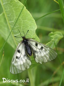 צבעוני-החרמון