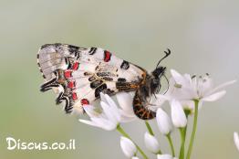 צבעוני-קשוט