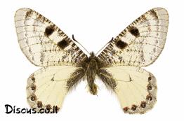 צבעוני-שקוף