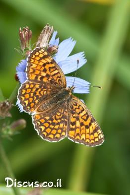 נימפית-הברוניקה