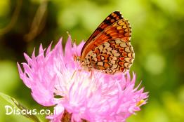 נימפית-הברוניקה