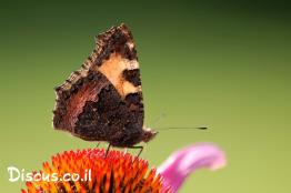 נימפית-החרמון