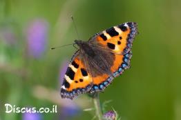 נימפית-החרמון