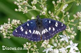 נימפית-היערה