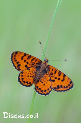 נימפית-הלבנון