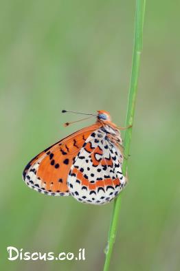נימפית-הלבנון